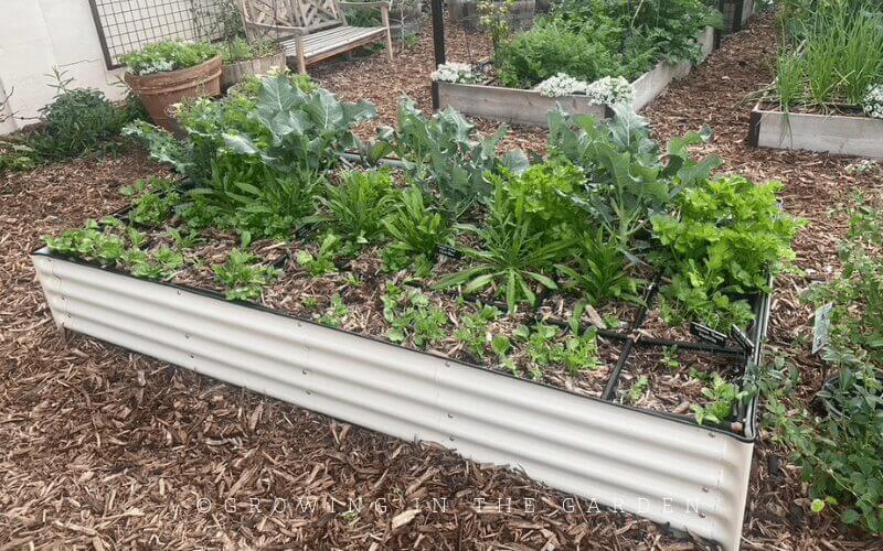 Questions about how to start a garden? Ask me in the comments. 