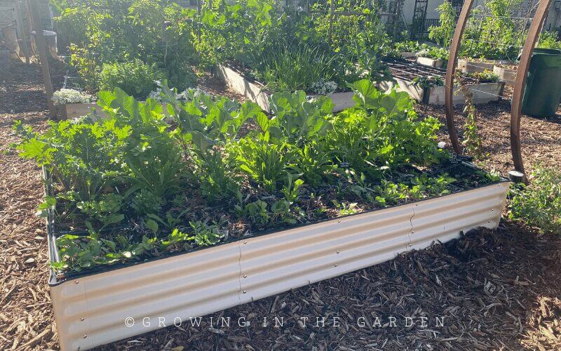 Thinking about starting a garden but aren't sure where to begin? This post, all about gardening for beginners, is for you -- with eight simple steps to help you start your garden.