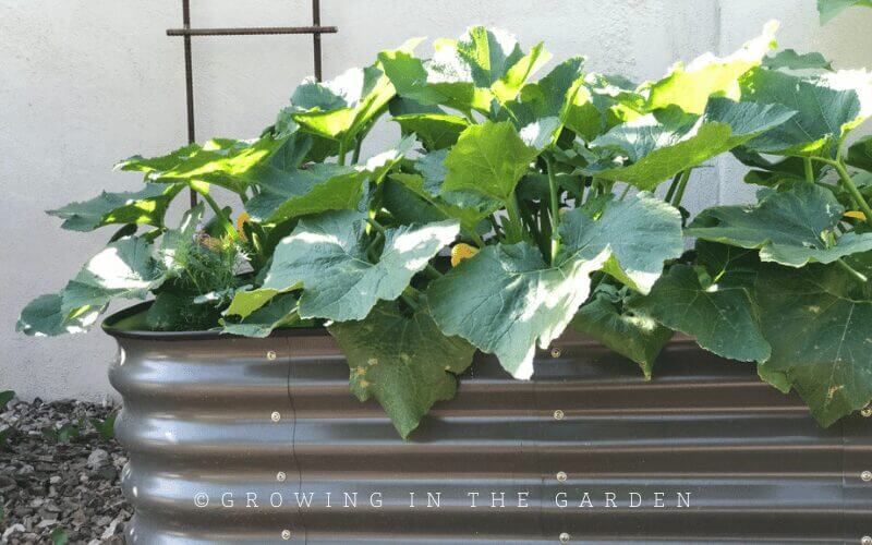 Read about the vegetables you would like to grow on Growinginthegarden.com, so you understand growing requirements, when to plant, and when to harvest.  