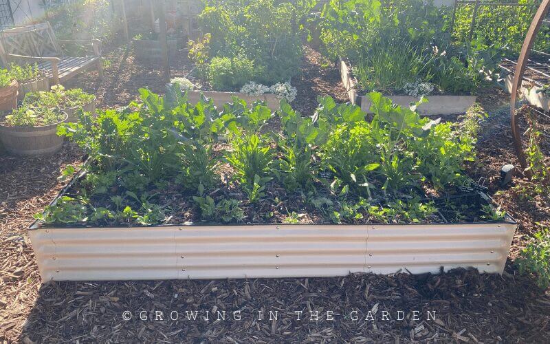 Read about the vegetables you would like to grow on Growinginthegarden.com, so you understand growing requirements, when to plant, and when to harvest.  