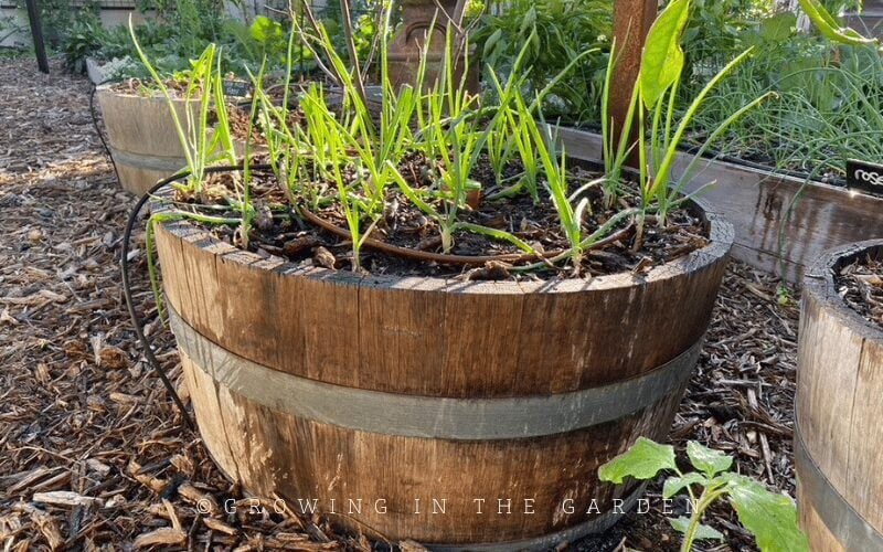 Alternatively, use several large pots or half wine barrels for container gardening.