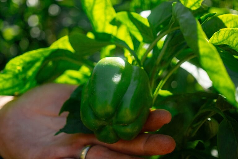 Gardening for Beginners: 10 Easy to Grow Vegetables and Herbs featured image