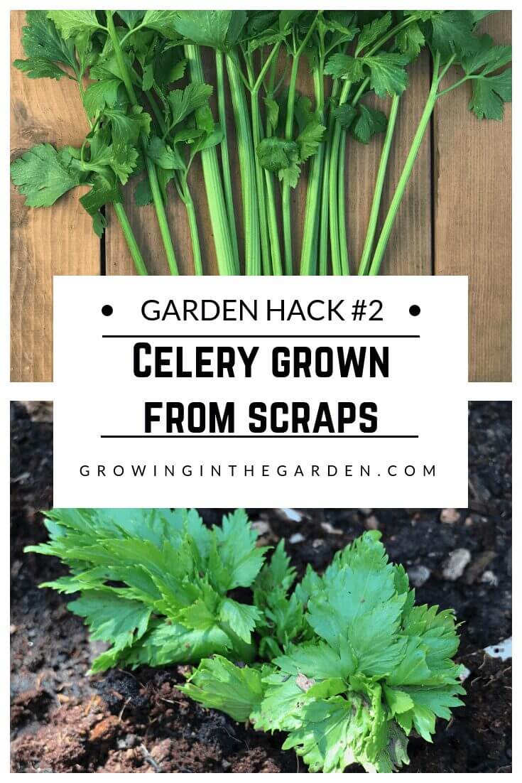 Gardening Hacks_ 9 Simple Tips for the Garden #gardenhack #gardentips #howtogarden Celery grown from scraps
