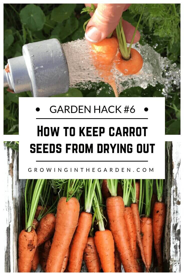Gardening Hacks: 9 Simple Tips for the Garden #gardenhack #gardentips #howtogarden How to keep carrot seeds from drying out