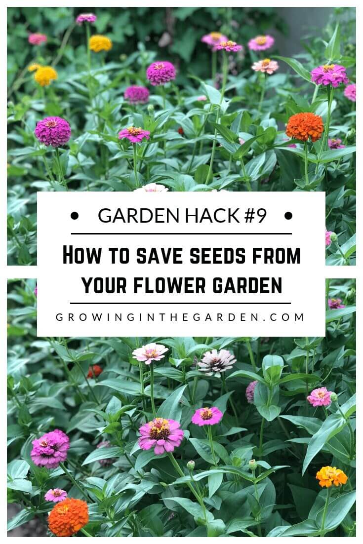 Gardening Hacks: 9 Simple Tips for the Garden #gardenhack #gardentips #howtogarden How to save seeds from your flower garden