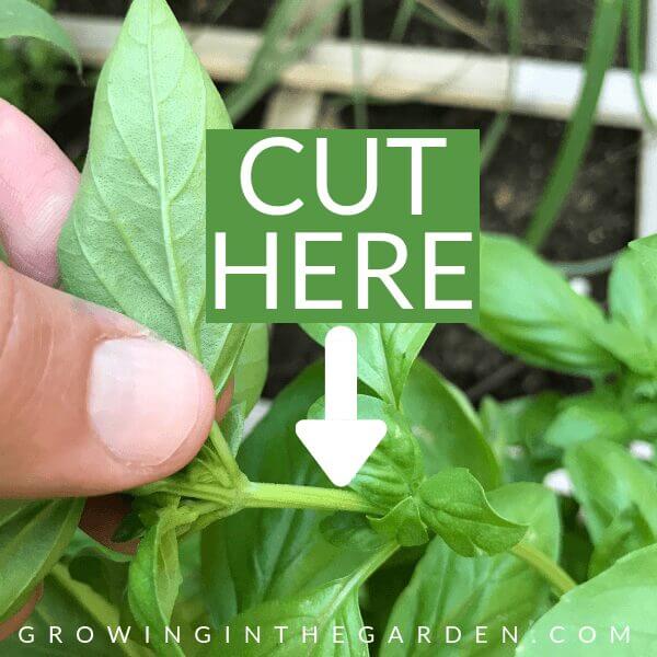 How to grow basil - tips for growing basil