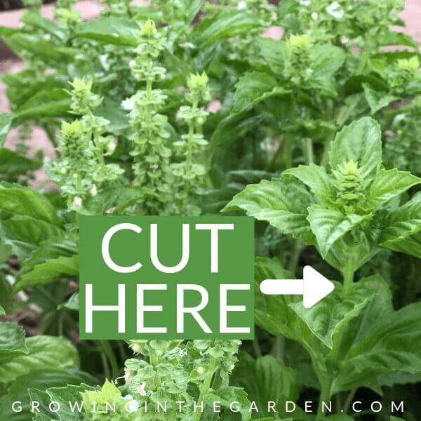 Gardening Hacks: 9 Simple Tips for the Garden #gardenhack #gardentips #howtogarden The best way to prune basil