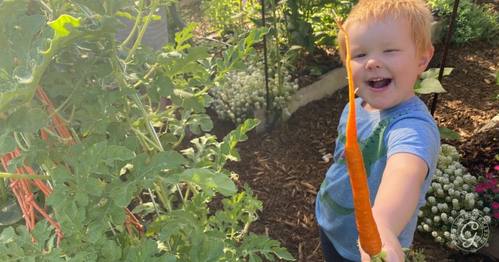 Let kids experience the wonder of pulling a carrot from the ground