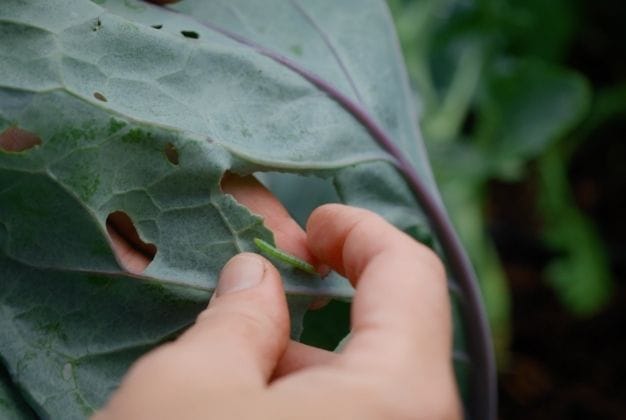 Gardening Problems Tile