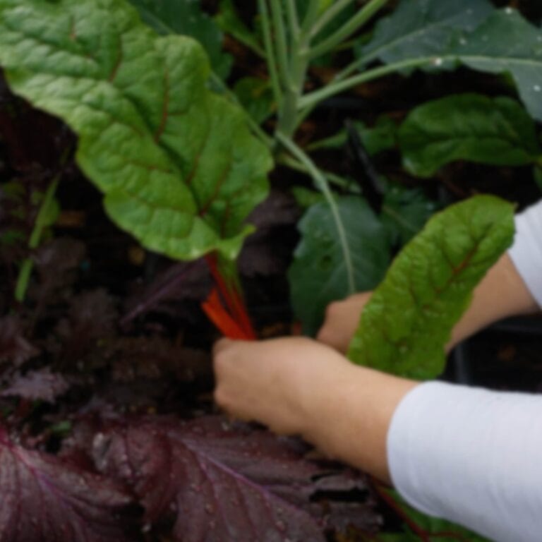 Garden Techniques & Design Tile