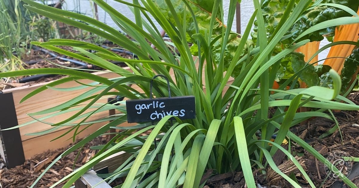 A bunch of garlic chives grows in a garden bed, identified by a small black sign with white handwriting that reads garlic chives. Green leafy plants and wooden borders are visible in the background.