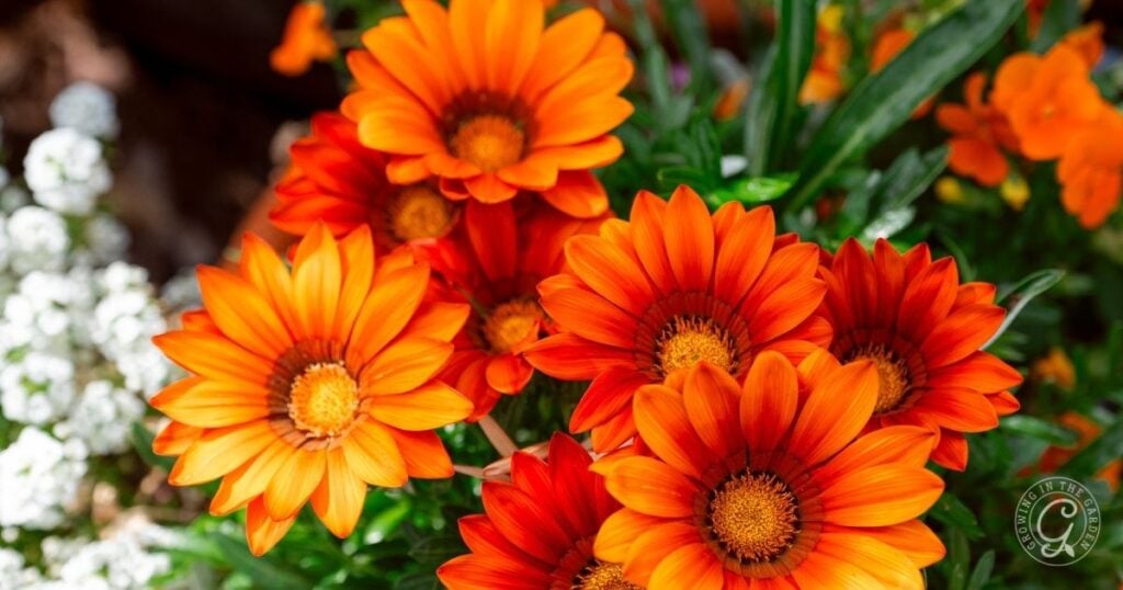 Bright orange daisy-like flowers with yellow centers bloom among green leaves in a garden, adding vibrant color as recommended in the Arizona Annual Flowers Planting Guide.