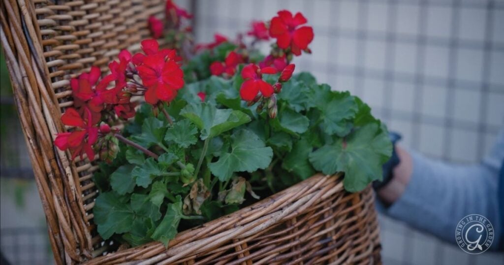 Red geranium flowers growing in a brown wicker basket, held by a person near a tiled wall—perfect inspiration for your Arizona Annual Flowers Planting Guide.