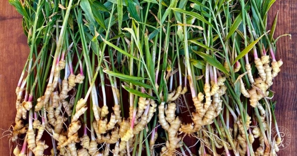 A bunch of freshly harvested ginger plants with green leafy stems and knobby, light-colored roots laid out on a wooden surface.