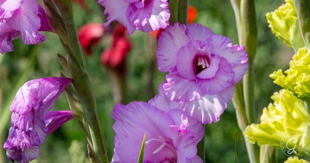 Close-up of pink gladiolus flowers blooming outdoors, with yellow and red flowers blurred in the background—perfect inspiration for your Arizona Annual Flowers Planting Guide.