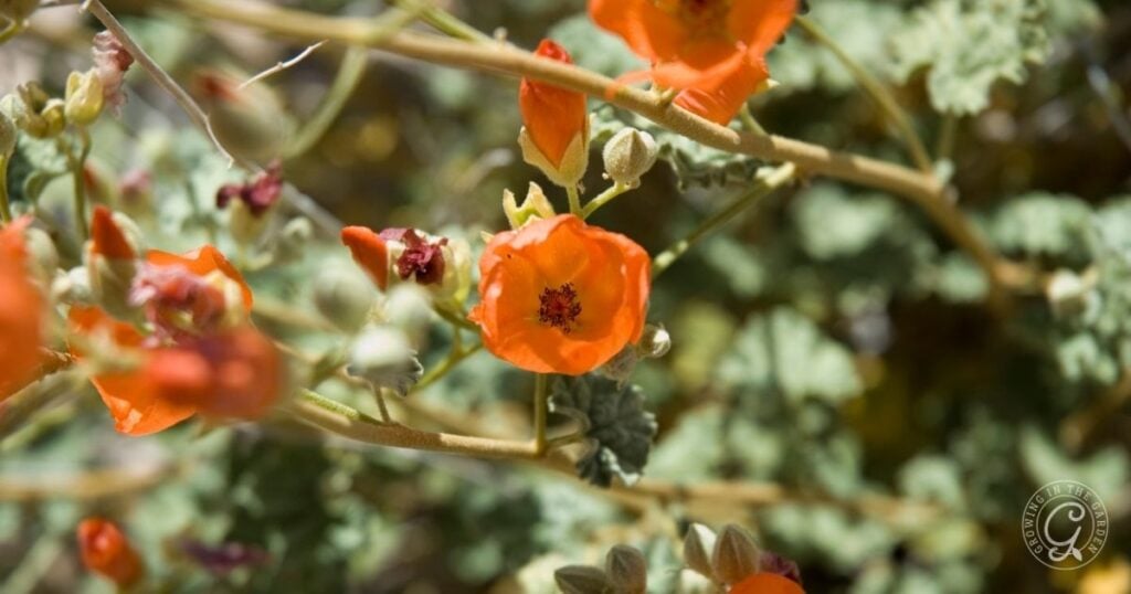 Bright orange wildflowers bloom among green leaves and stems under sunlight, adding vibrant beauty to any garden inspired by the Arizona Annual Flowers Planting Guide.