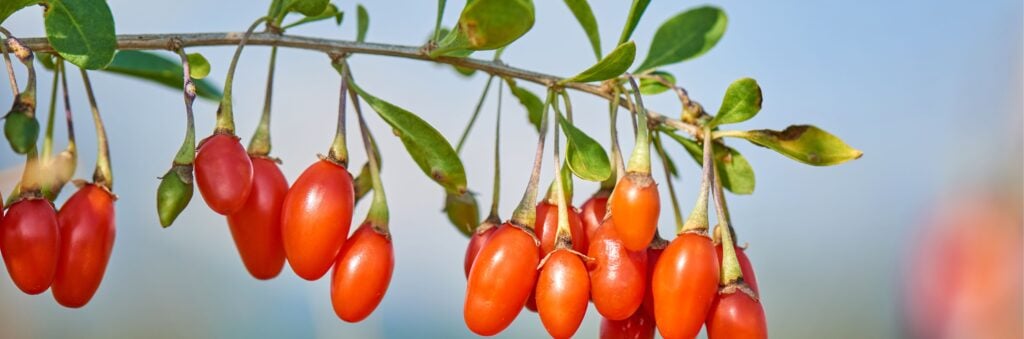 Goji Berry