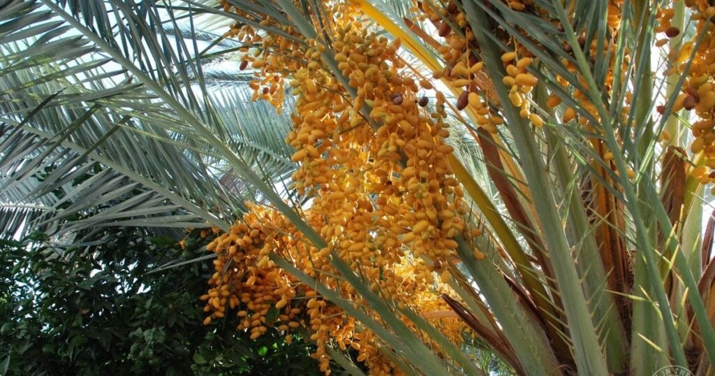 Clusters of ripe yellow dates hanging from the branches of a date palm tree, as featured in the Arizona Fruit Planting Guide.