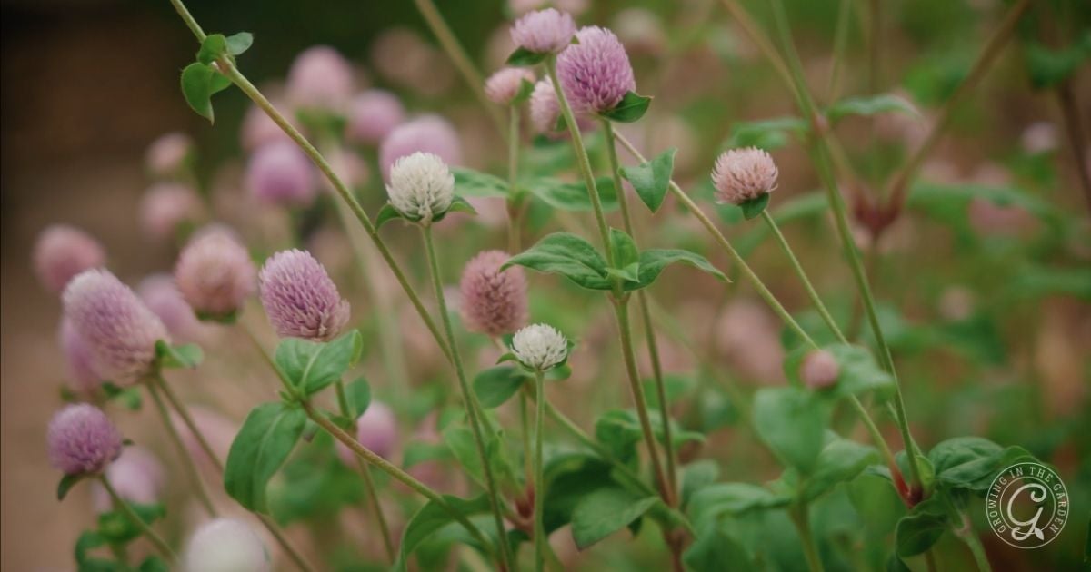 Close-up of several light pink and white globe amaranth flowers with green leaves, set against a blurred background. These are perfect flowers that love hot summers, thriving in bright sunshine and adding color to your garden.