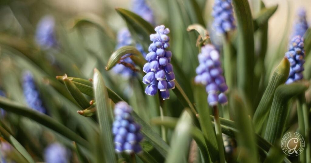 Clusters of small, purple grape hyacinth flowers bloom among slender green leaves—a charming choice highlighted in the Arizona Annual Flowers Planting Guide.