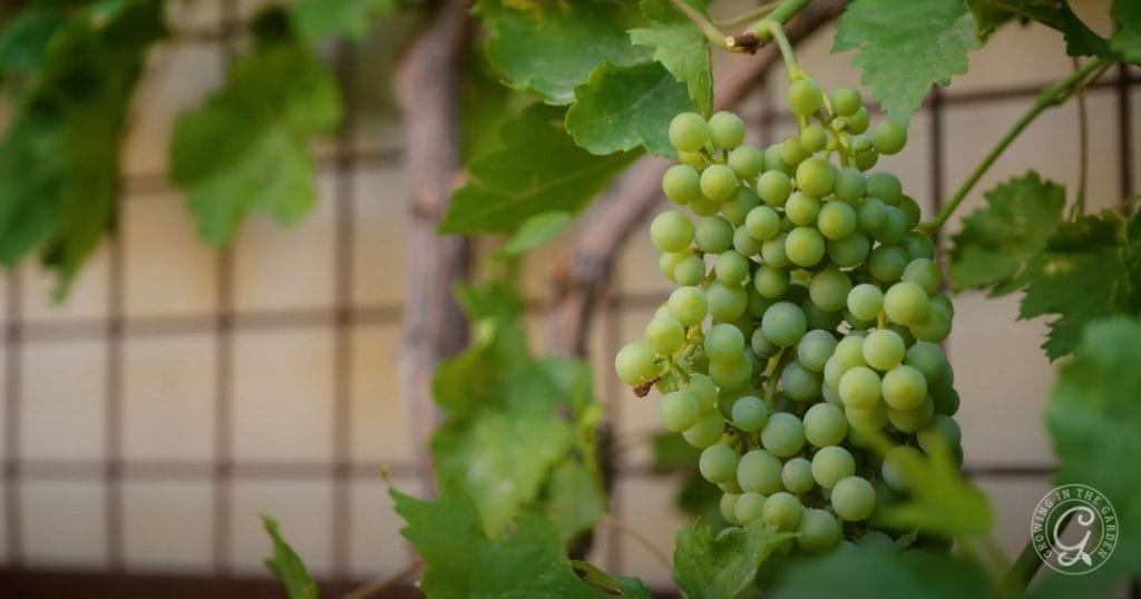 How to Grow Grapes