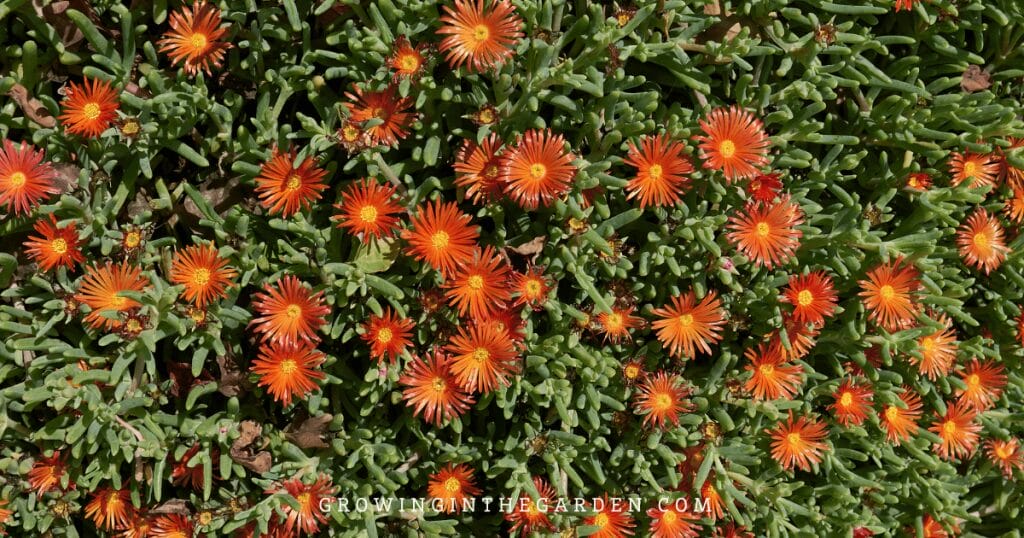 Lawn Alternatives: 10 Low-Water-Use Groundcovers for Hot Climates