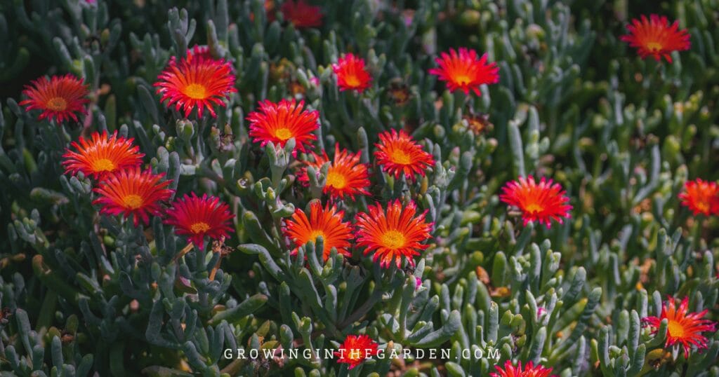 Lawn Alternatives: 10 Low-Water-Use Groundcovers for Hot Climates