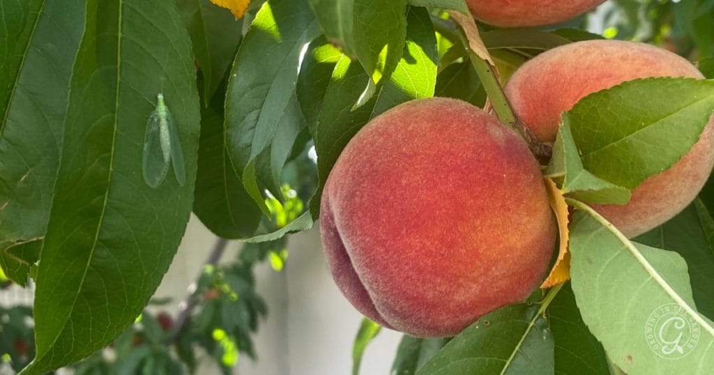 Gardening for Beginners: Beneficial Insects as Pest Control