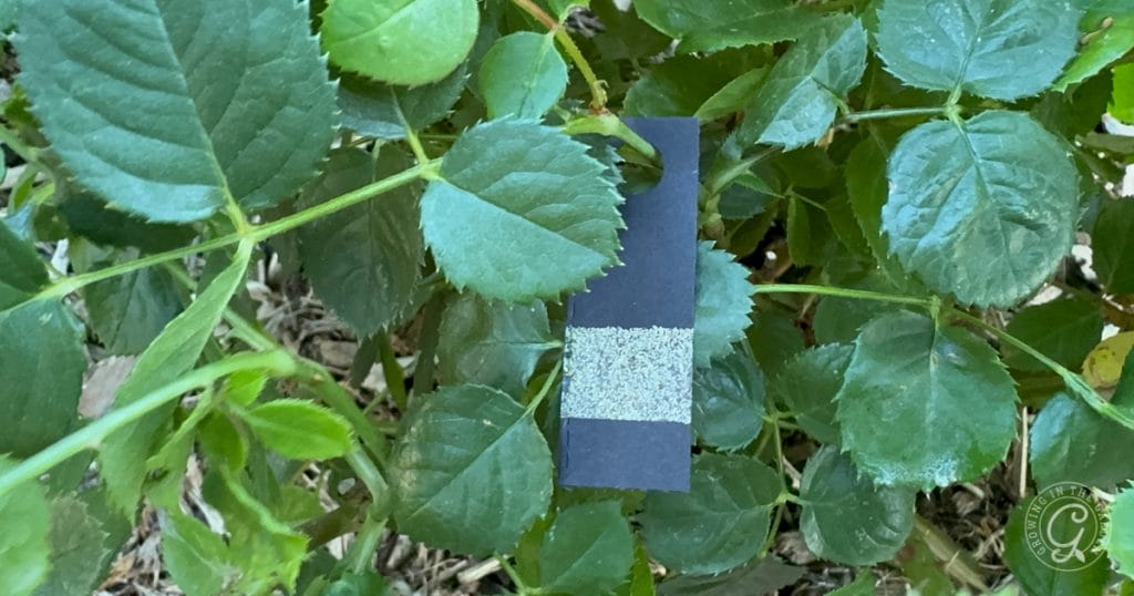 Green Lacewing Eggs on Card from Heirloom Roses