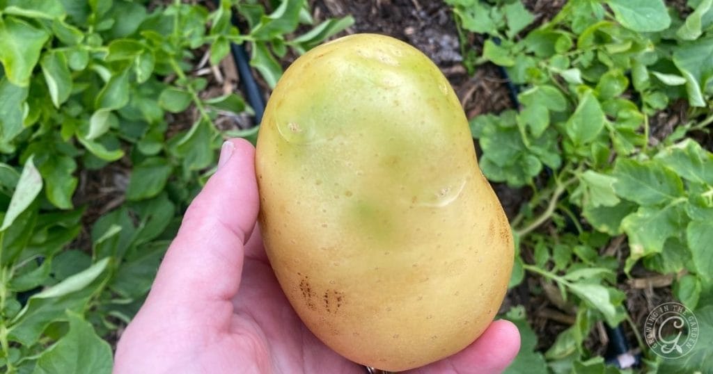 green potato