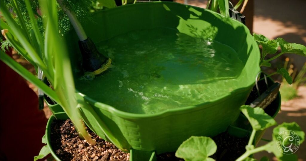 A green plastic container filled with water sits among potted plants outdoors, with a hose submerged—ideal for trying out greenstalk gardening tips or exploring how to grow in a GreenStalk, especially in hot climates.