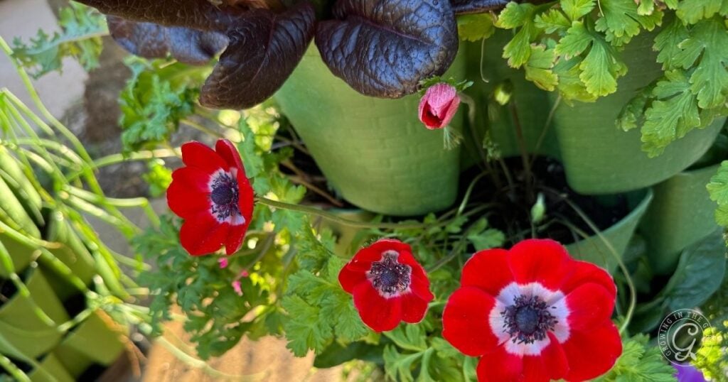 Three red and white anemone flowers with dark centers grow among lush foliage in a vertical garden container—showcasing how to grow in a GreenStalk for vibrant blooms and healthy plants.