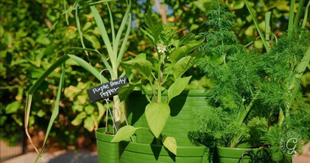 Green potted plants grow outdoors; a small chalkboard sign labels one as Purple Beauty Pepper. Bright sunlight highlights the foliage—perfect for trying greenstalk gardening tips in hot climates.