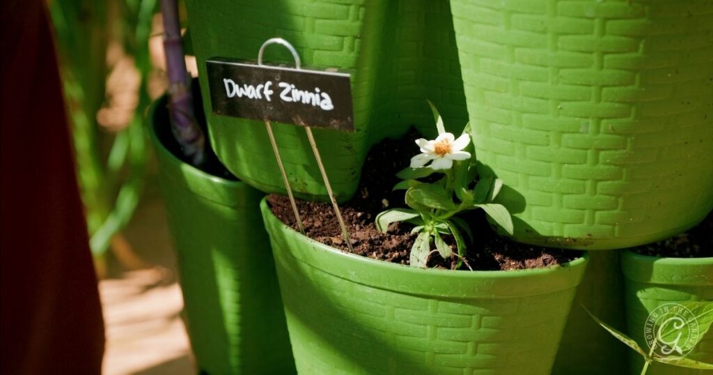 A small dwarf zinnia plant with a white flower grows in a green pot labeled Dwarf Zinnia, perfect for experimenting with GreenStalk gardening tips even in hot climates.