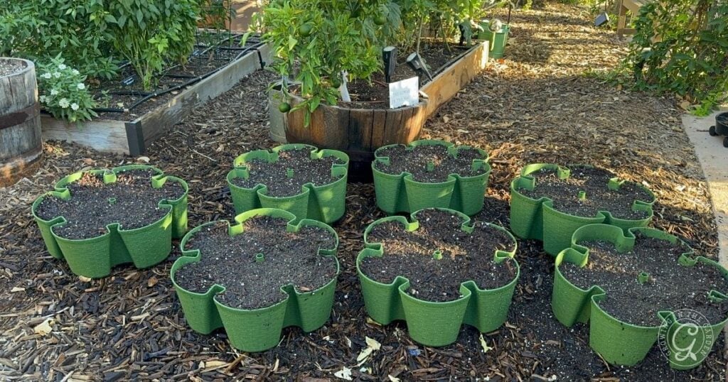 Multiple green plastic planters, each divided into six sections and filled with soil, are arranged on a mulched garden path near raised beds—ideal for greenstalk gardening in hot climates or testing out new greenstalk gardening tips.