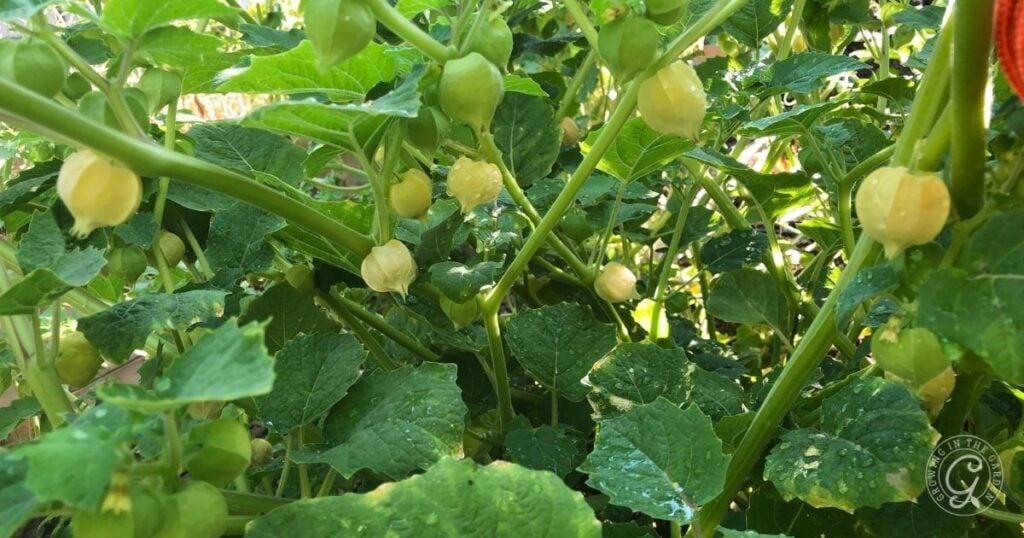 Green leafy plant with small, round, husked yellow fruits growing among the branches—perfect for those following the Arizona Fruit Planting Guide.