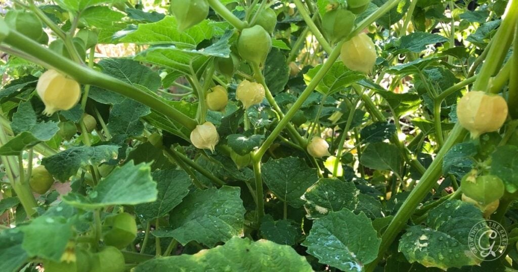 Green leafy plant with small, round, pale yellow fruits enclosed in papery husks growing among the leaves.