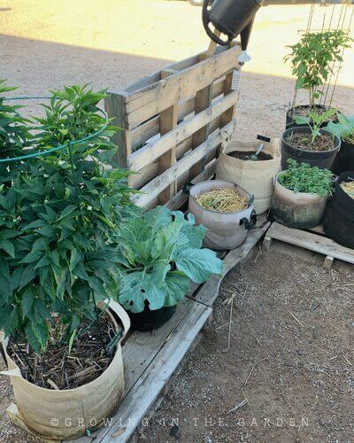 Grow Bag Gardening