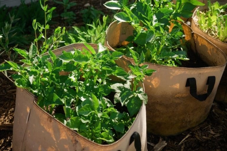 How to Grow Potatoes in Containers (No Tilling Required) featured image