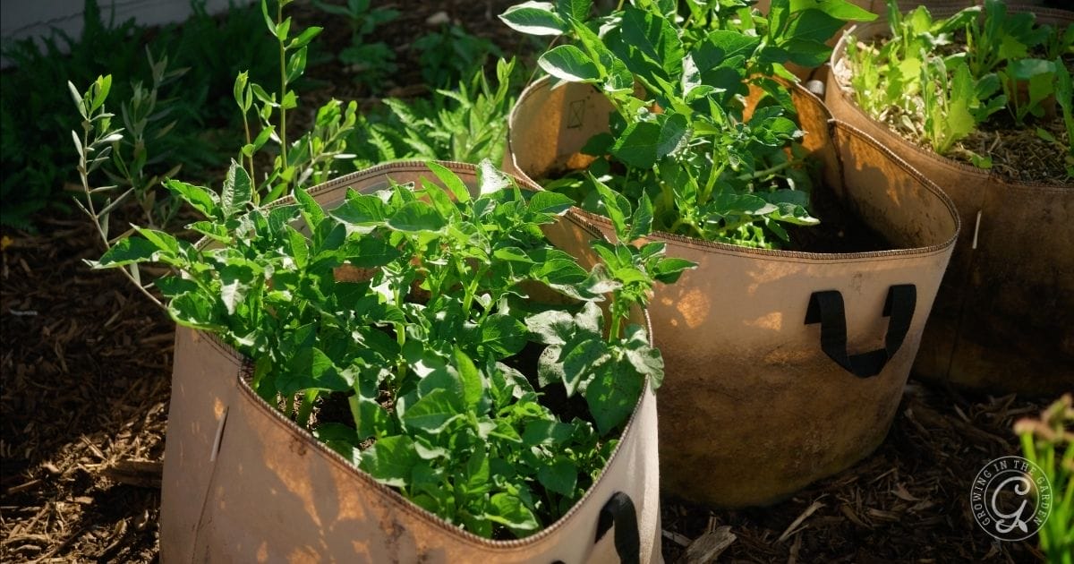 grow bag potatoes