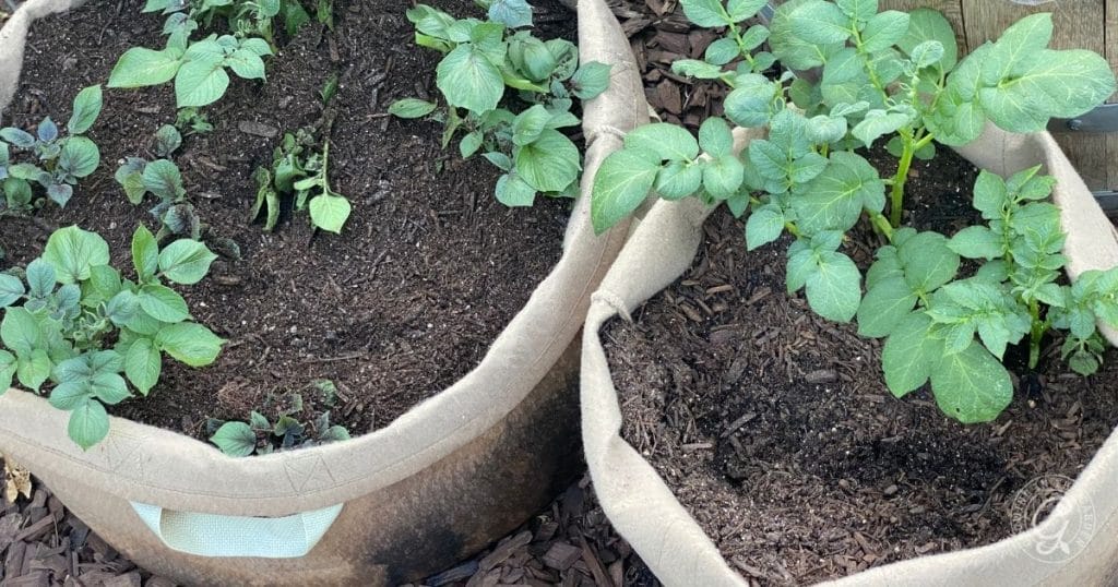 grow bags for potatoes