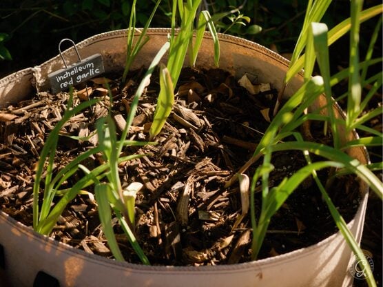 20 Gallon Grow Bags featured image