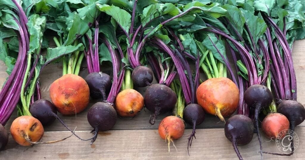A variety of freshly harvested golden and purple beets with leafy green tops on a wooden surface, showcasing the rewards of growing beets at home.