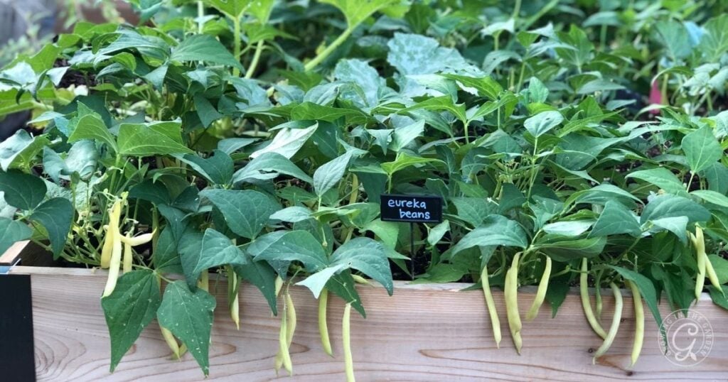 A wooden planter box filled with leafy green Eureka bean plants, with light yellow beans hanging down—perfect for anyone interested in planting beans or learning how to grow beans at home.