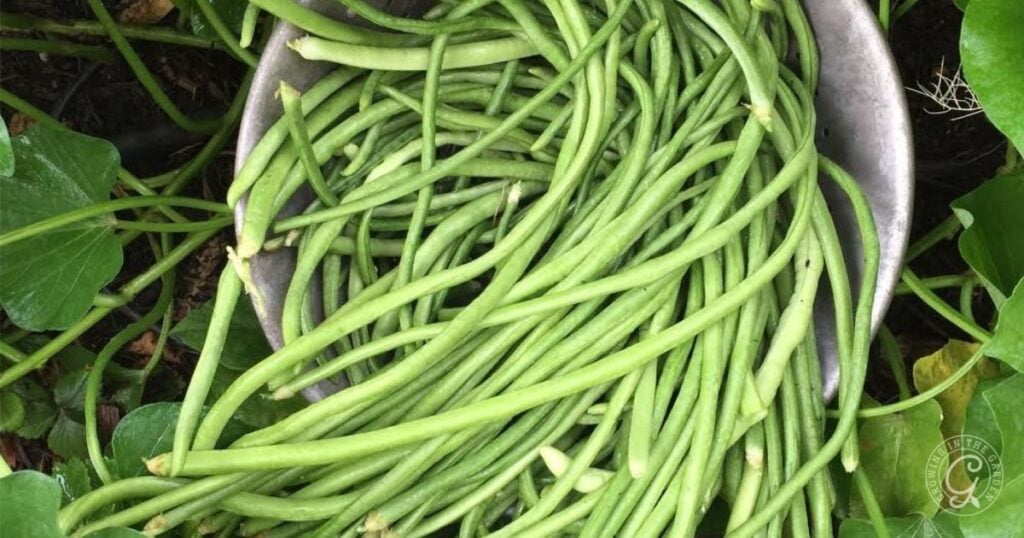 A bowl filled with fresh, long green beans surrounded by green leaves—perfect inspiration for learning how to grow beans at home.