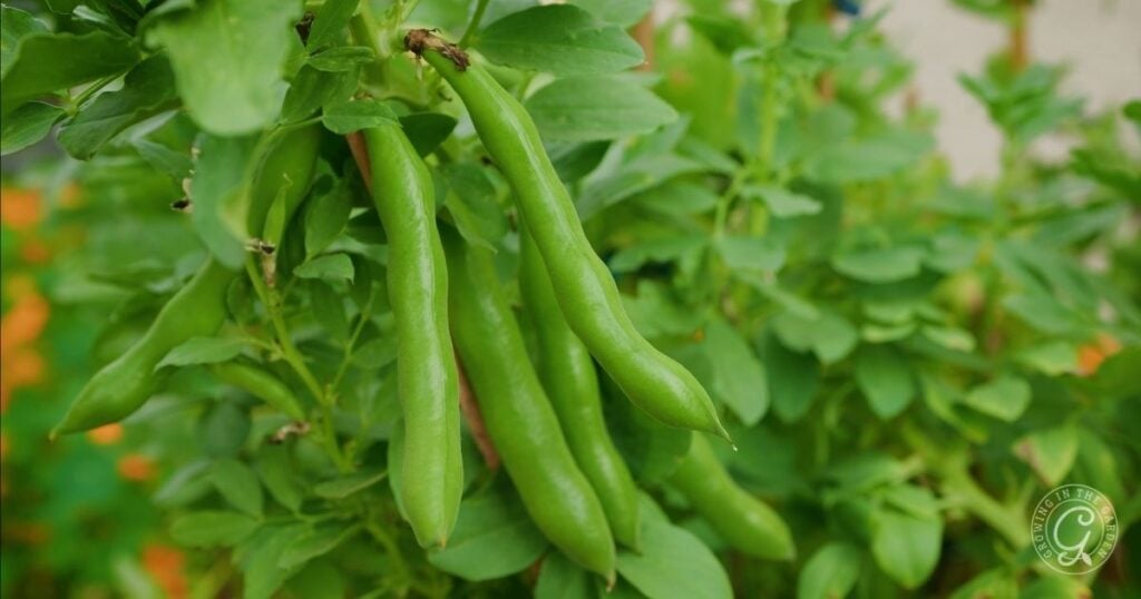 Green fava bean pods growing on a leafy plant in a garden, perfect for those interested in growing fava beans, especially in warm climates.