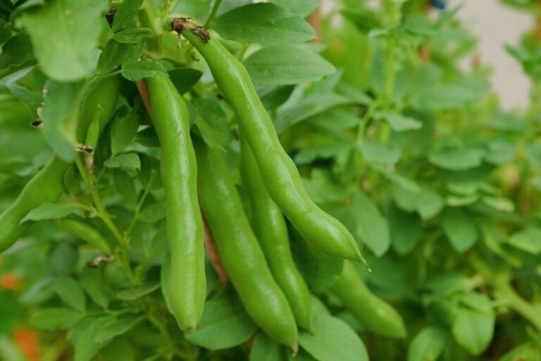 Fava Beans: Cover Crop & Edible Harvest featured image