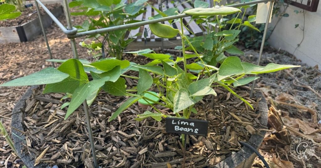 Young lima bean plants growing in a garden bed, labeled with a small sign that reads Lima Beans—a perfect example for anyone learning how to grow lima beans.