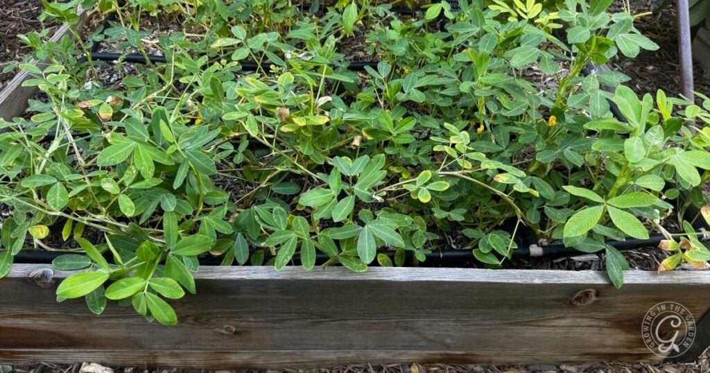 Green peanut plants thriving in a wooden raised garden bed with irrigation tubing visible—an excellent example for those learning how to grow peanuts at home.