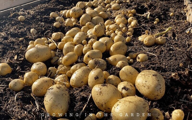 When you think of seed saving - think outside the box a little. There are many crops that, if you save bulbs or learn how they propagate, you can grow enough to consume and set aside some to replant the following season. 